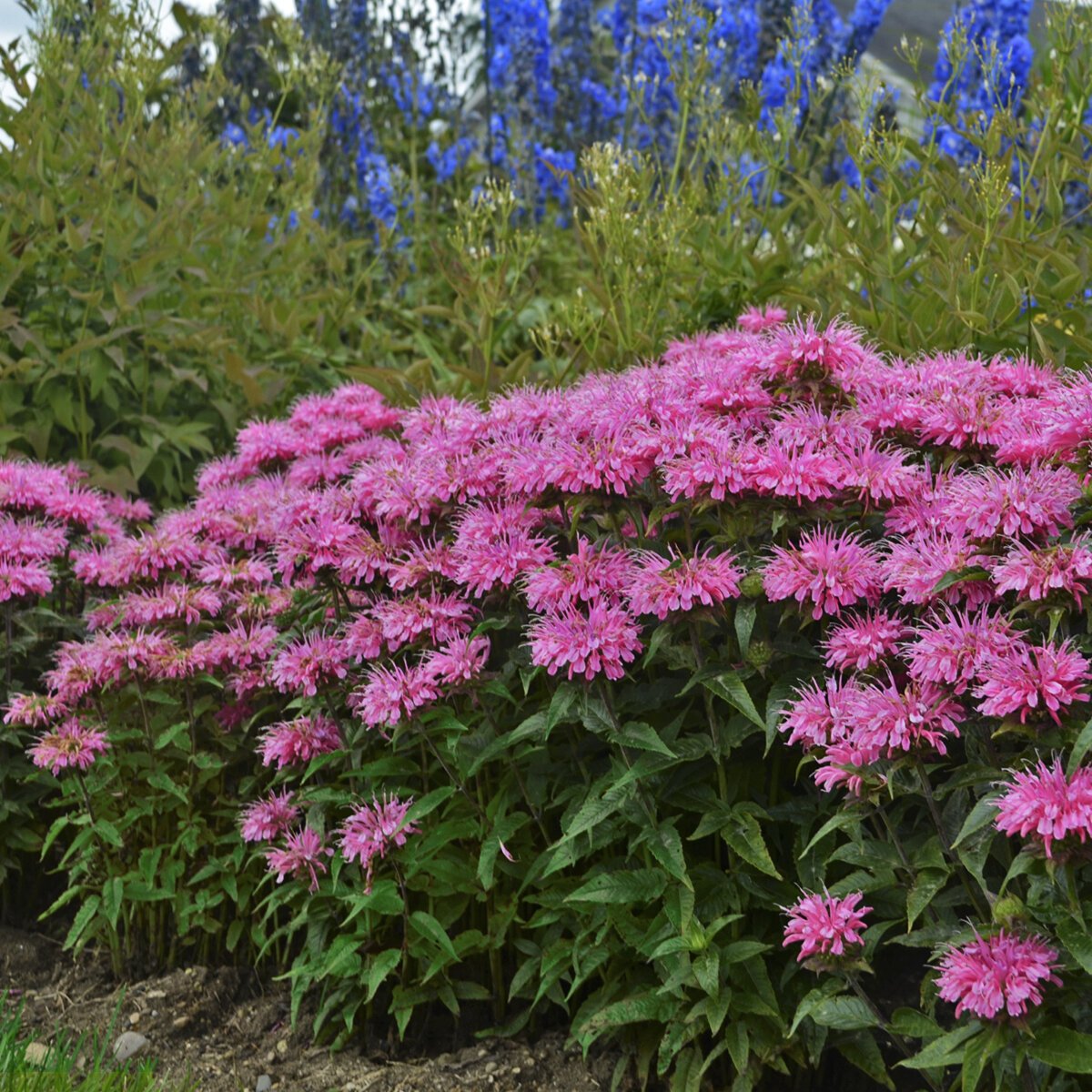 Монарда Monarda Sugar Buzz Bubble Gum Blast