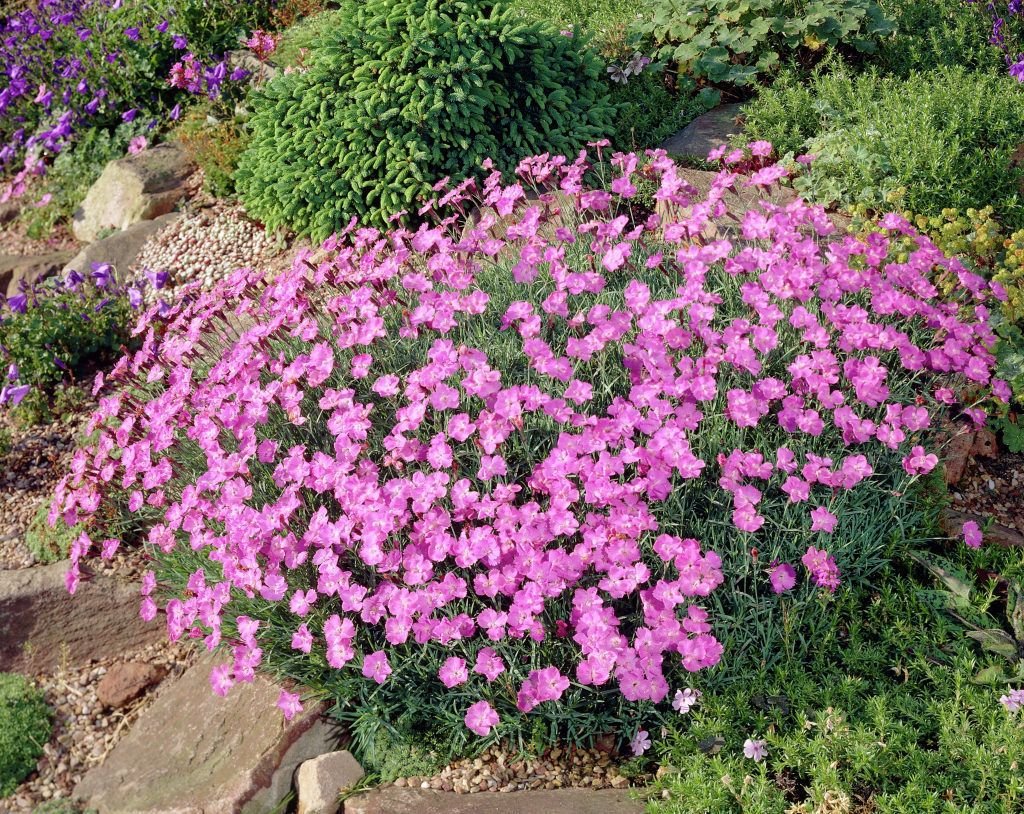 Гвоздика сизая Dianthus gratianopolitanus