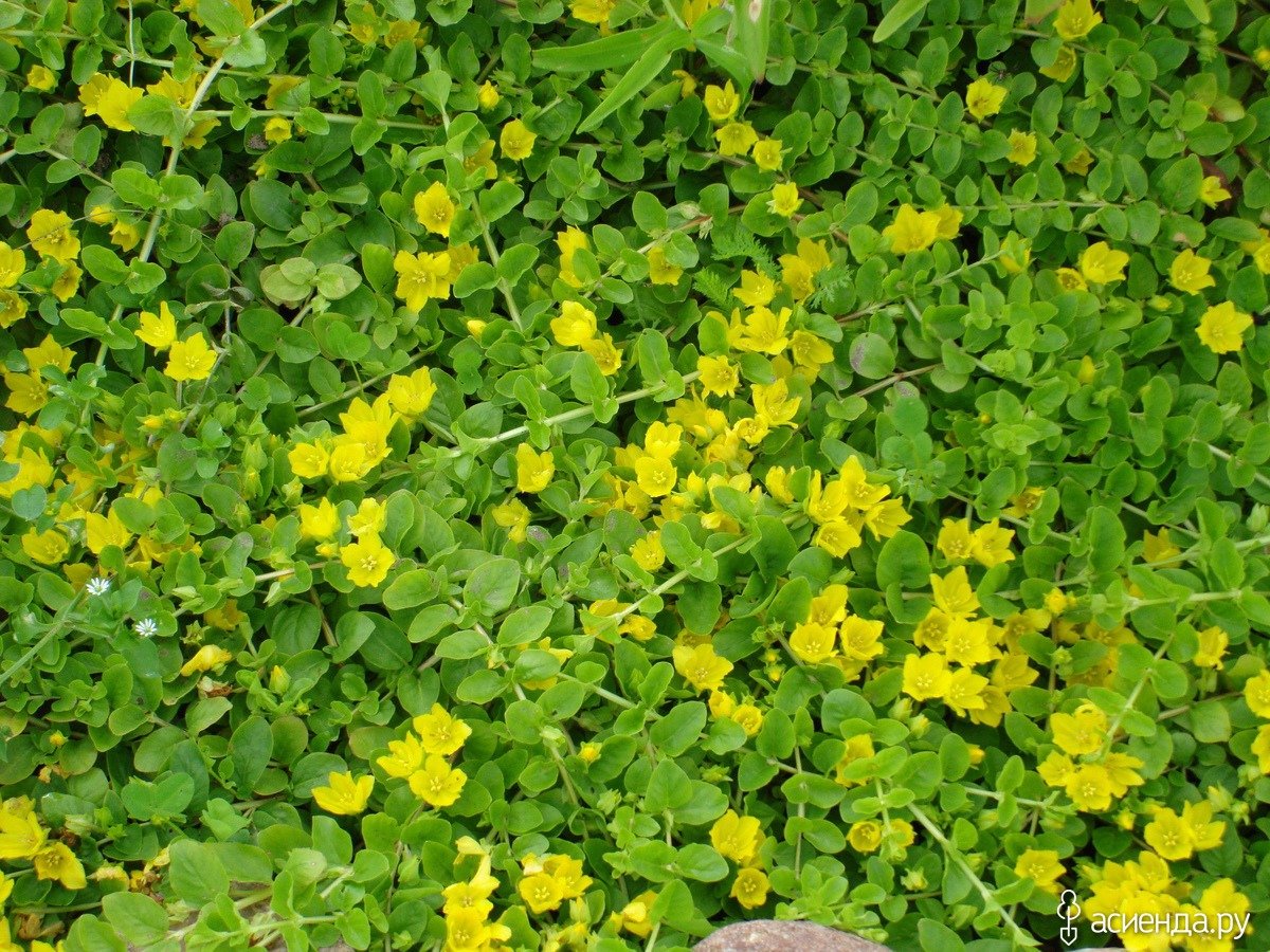 Вербейник монетчатый Goldilocks