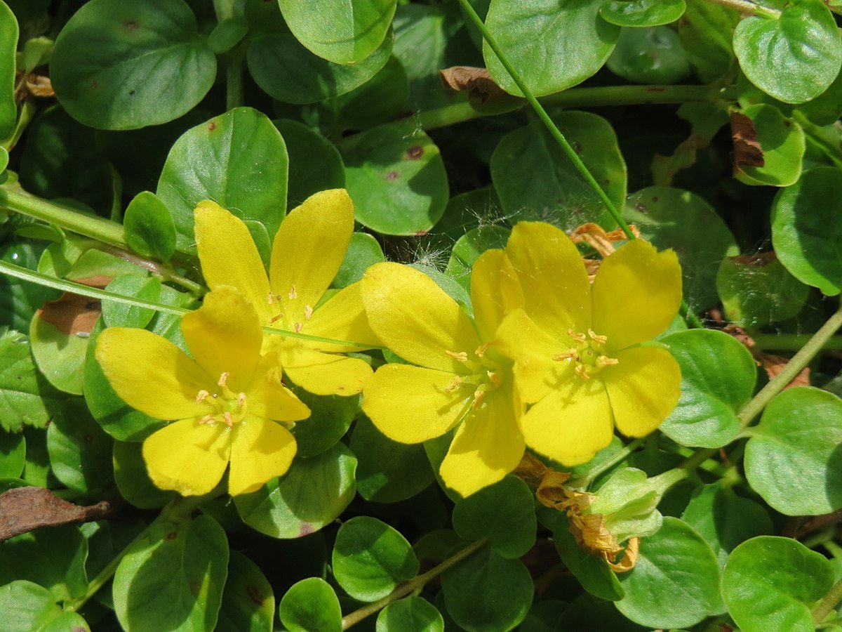 Lysimachia nummularia
