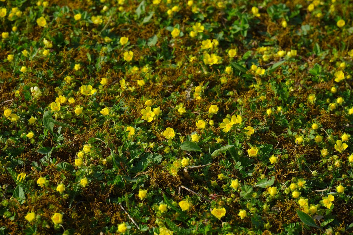 Waldsteinia fragarioides