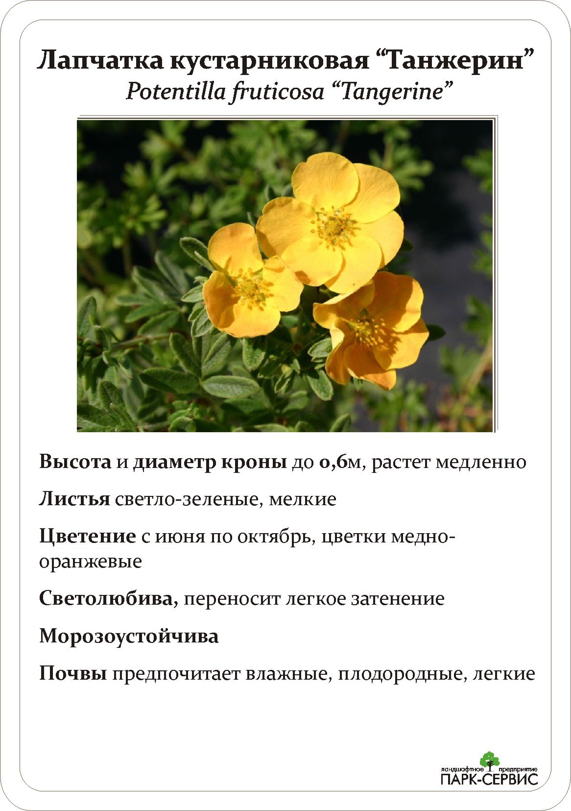 Лапчатка желтая Тангерине