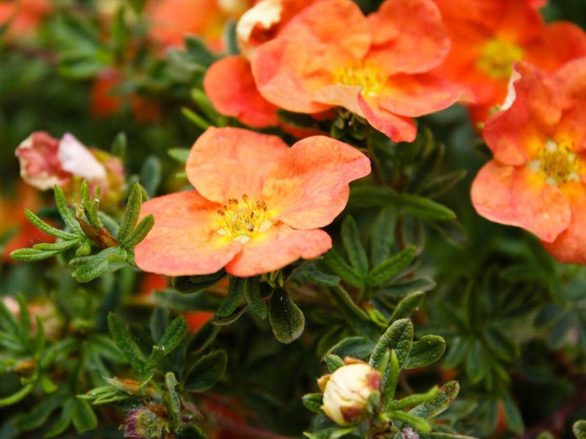 Лапчатка кустарниковая (Potentilla fruticosa Red Ace)