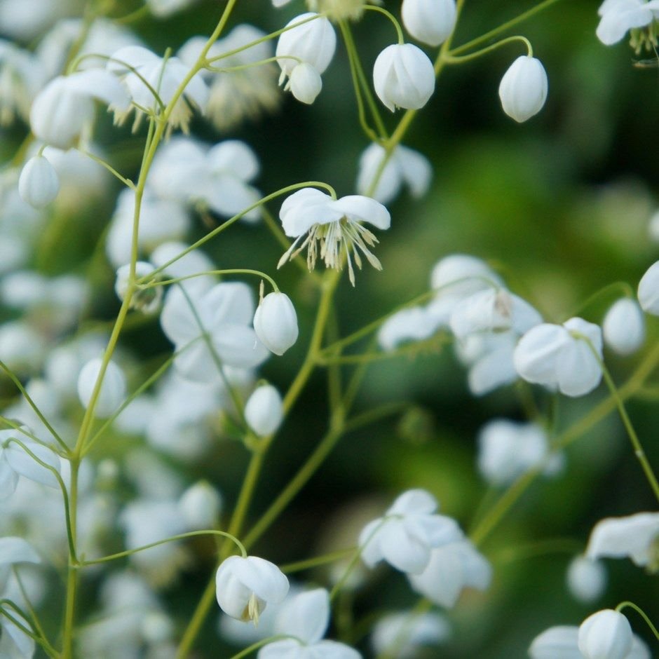 Василистник splendide White