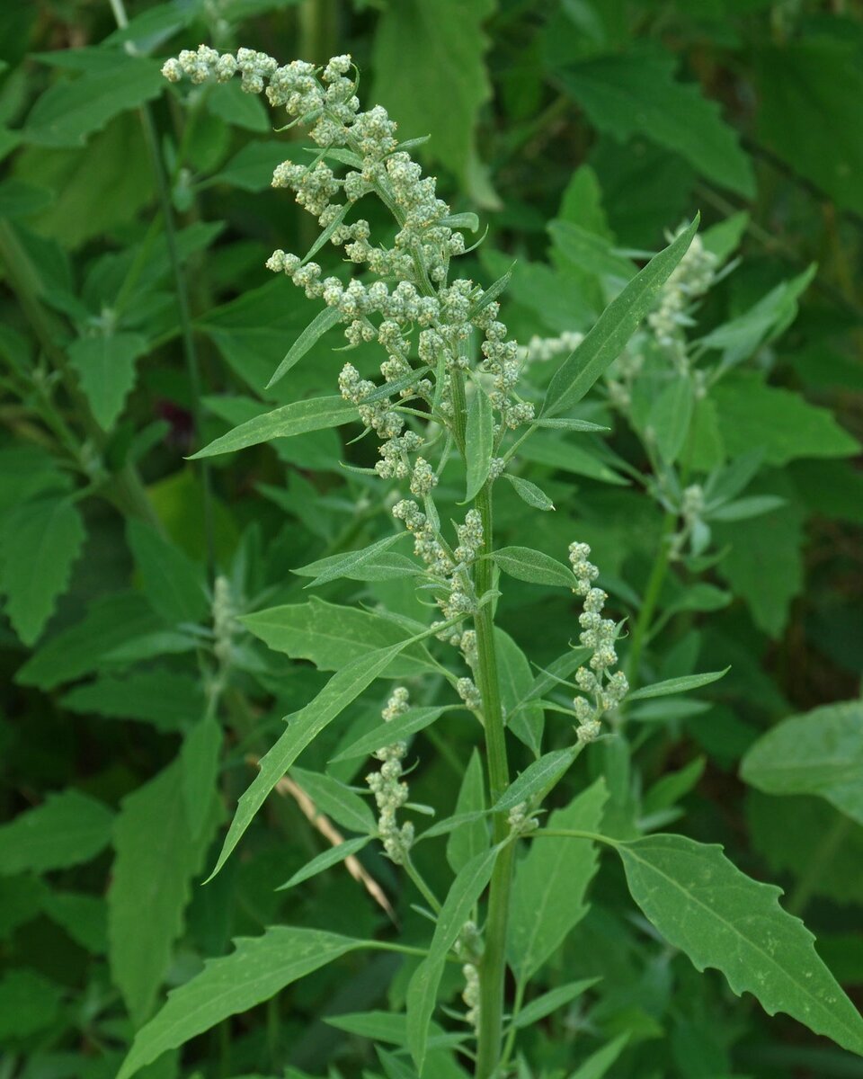 Лебеда (Atriplex)