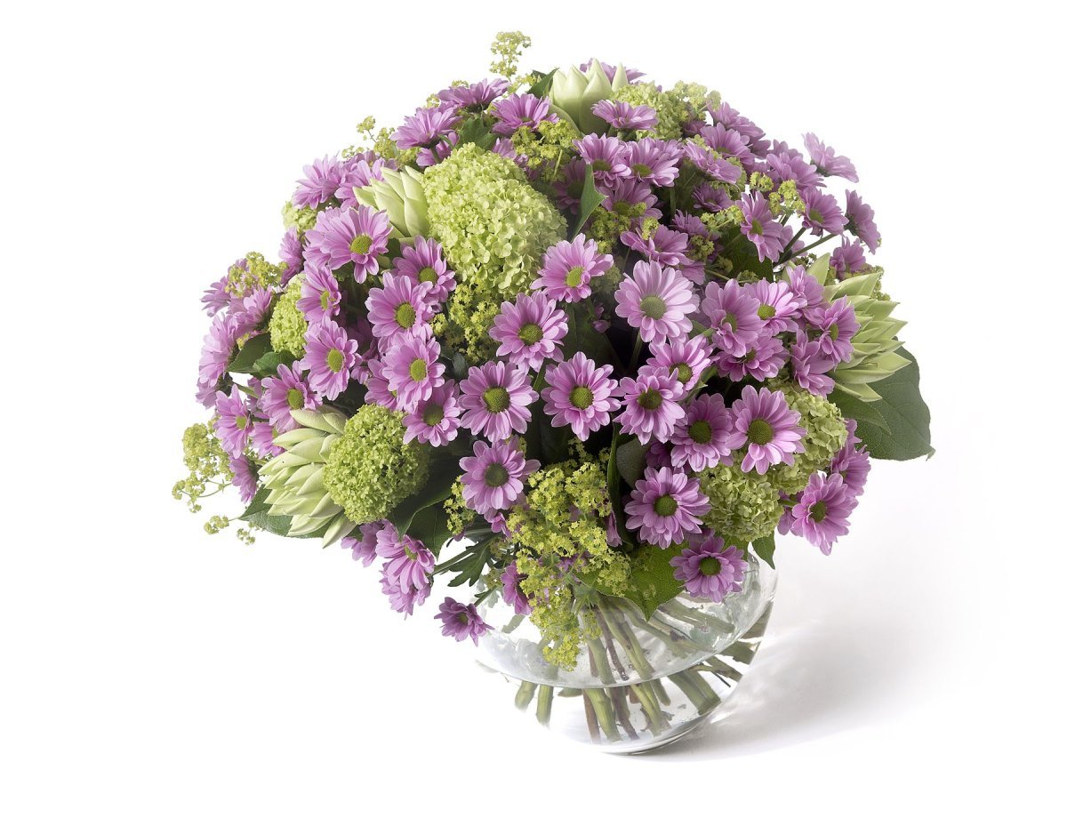 Хризантема Сантини florabell