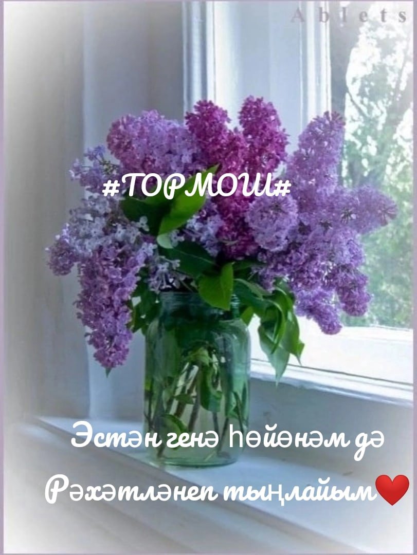 Кушнер сирень