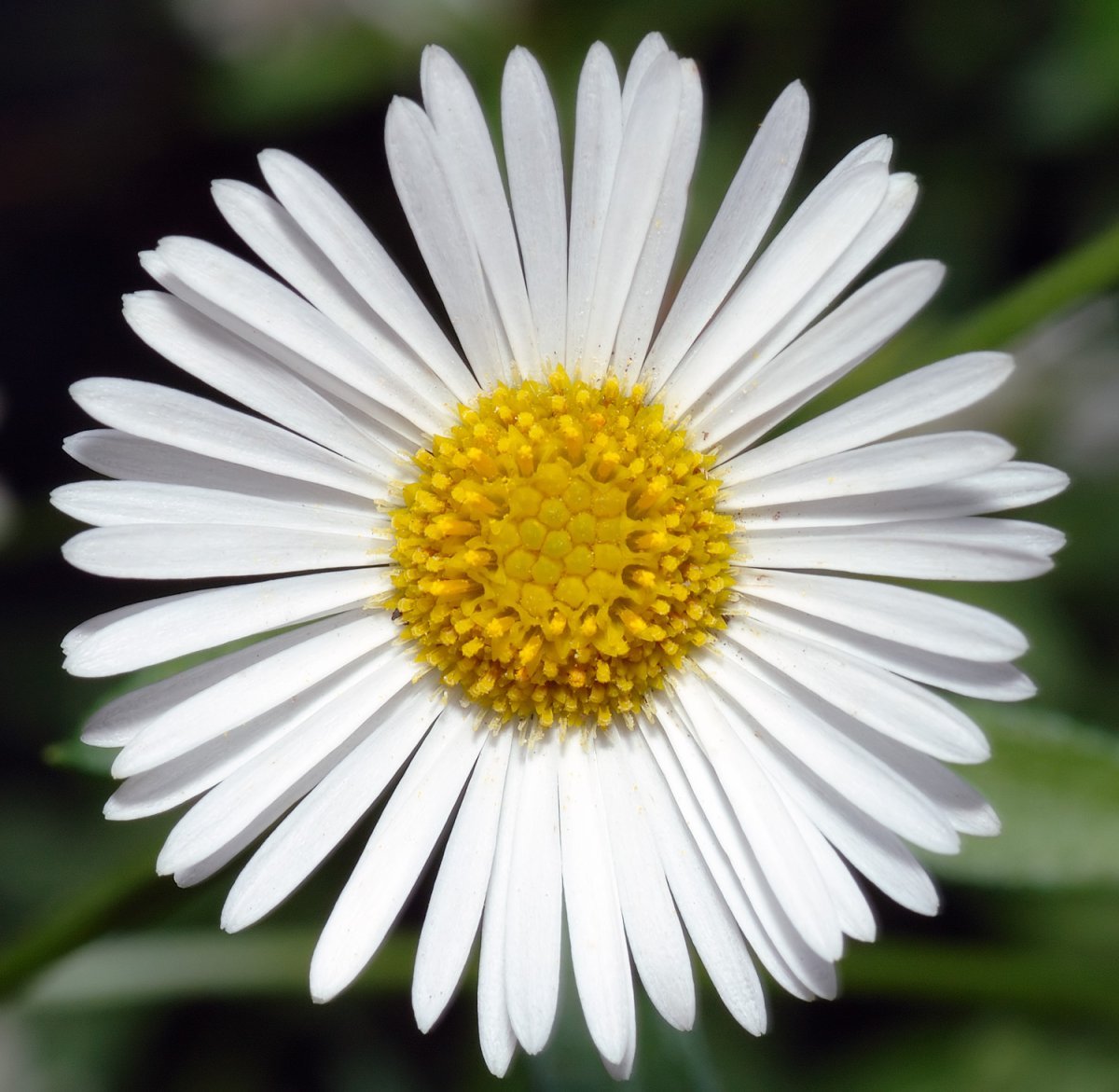 Erigeron chrysopsidis