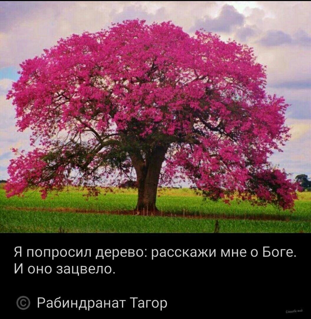 Расцвело дерево Тагор Рабиндранат