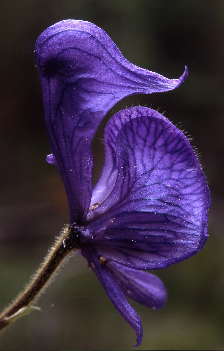 Aconitum columbianum
