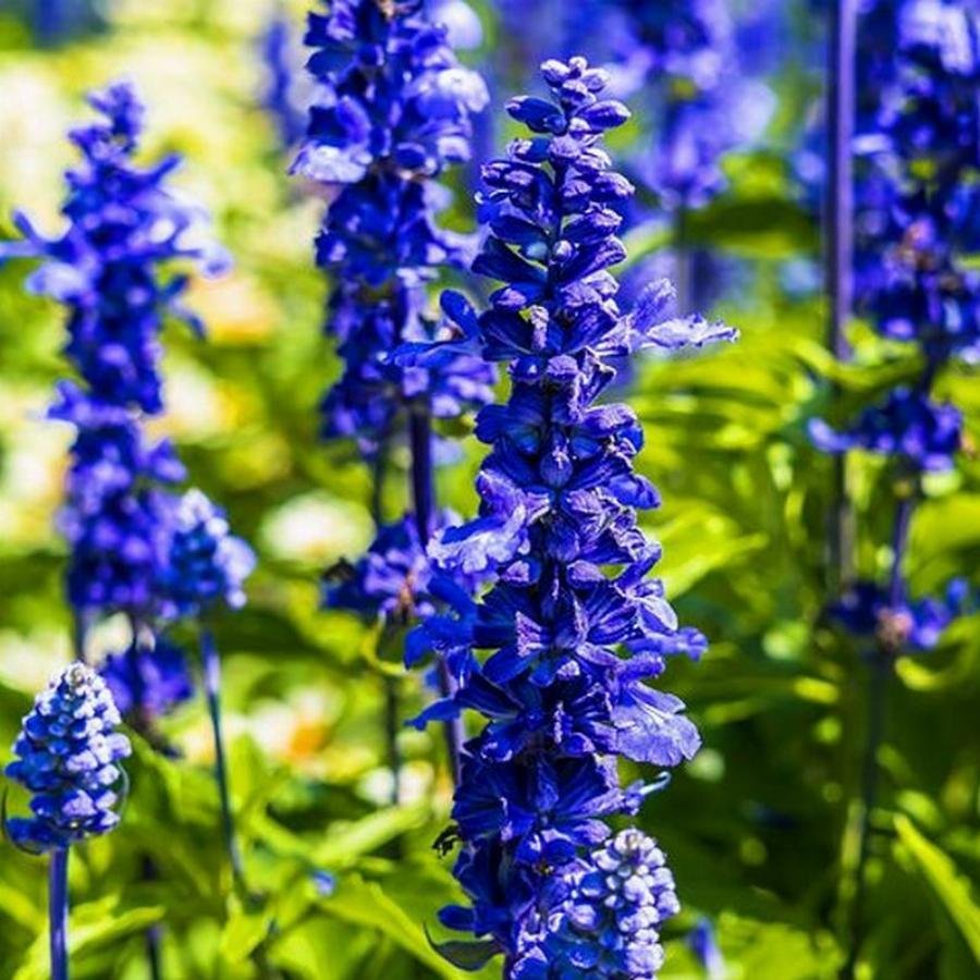 Сальвия голубая (Salvia azurea)