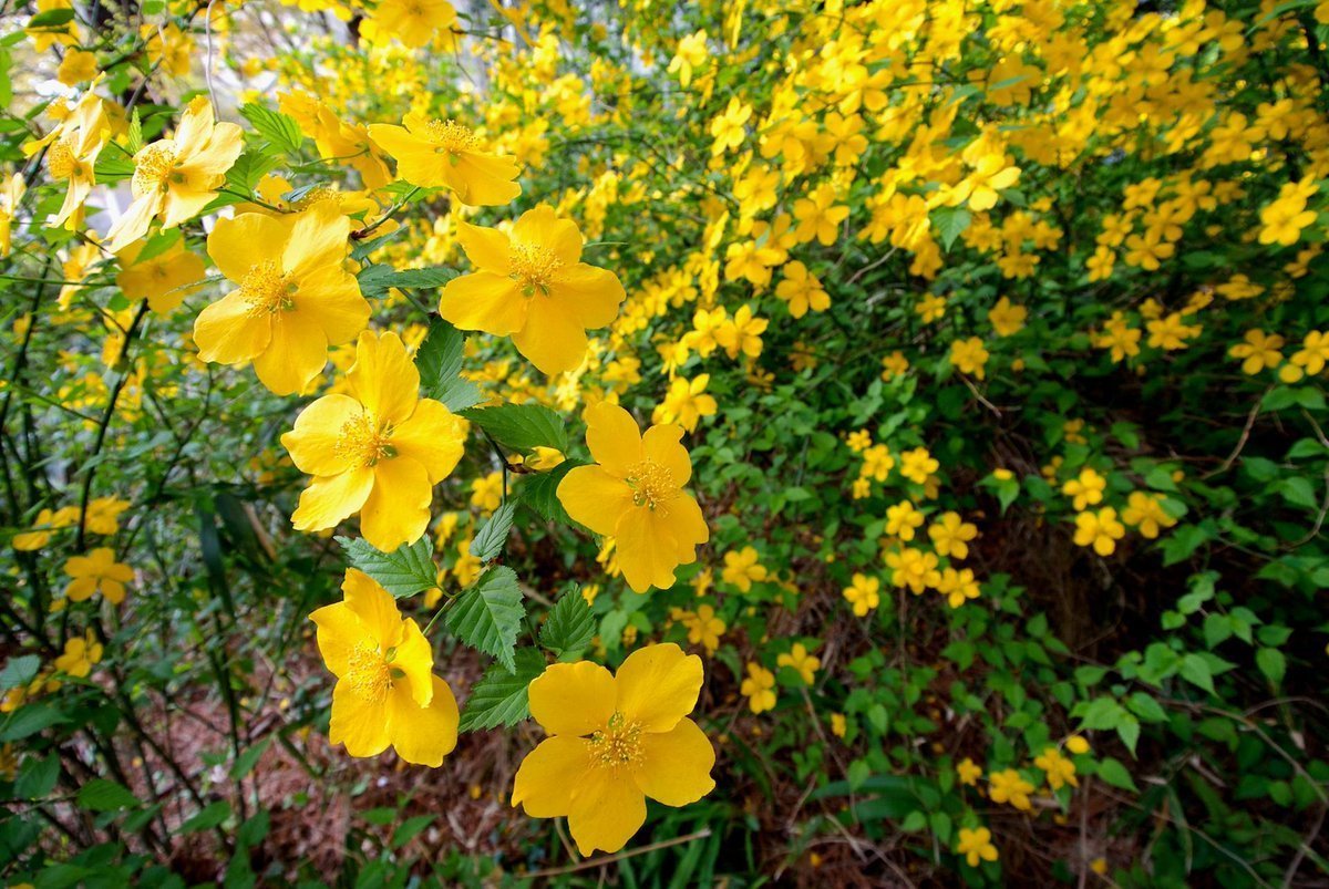 Японский куст с желтыми цветами