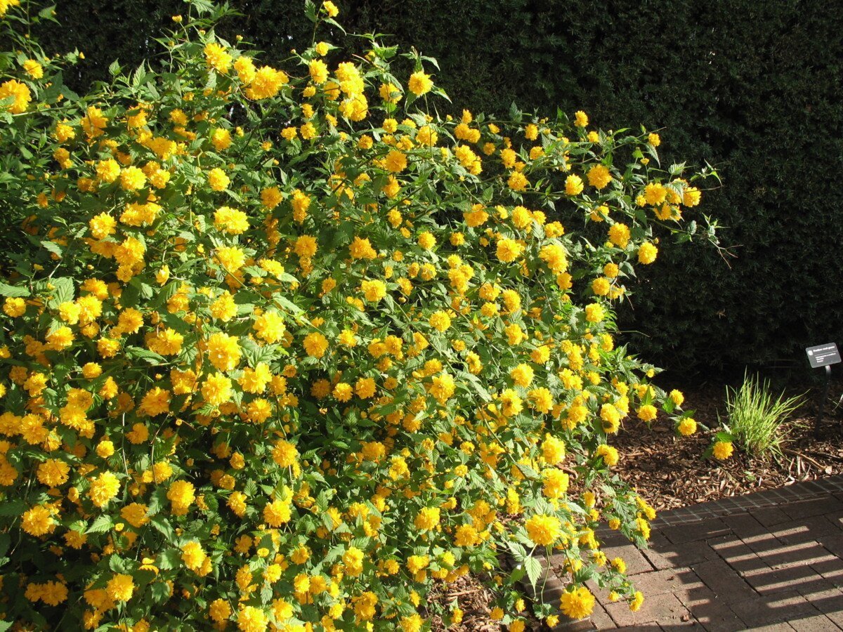 Керрия японская Pleniflora
