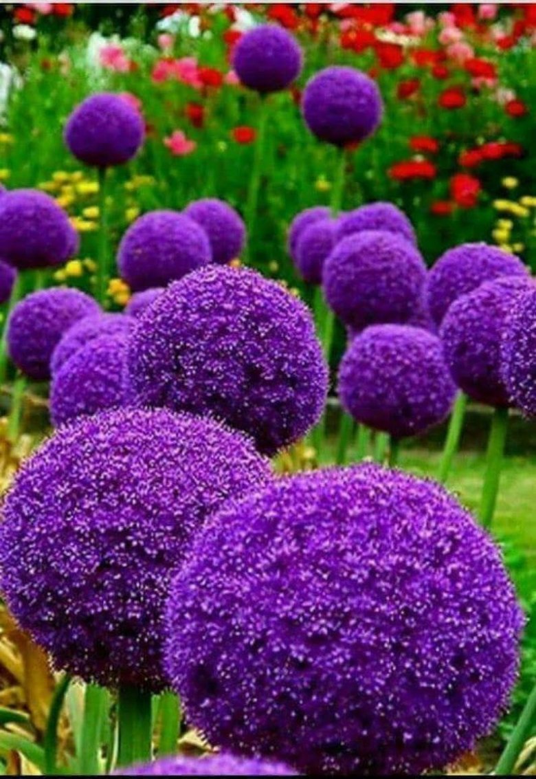 Фиолетовые многолетние цветы