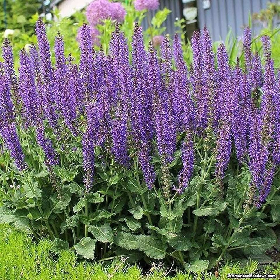Шалфей Дубравный (Salvia nemorosa)