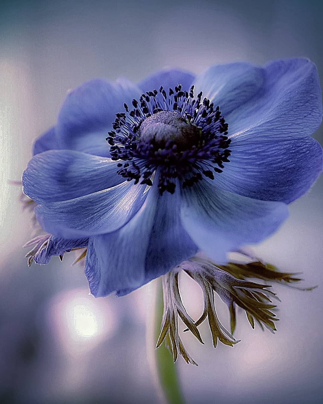 Anemones цветы синие