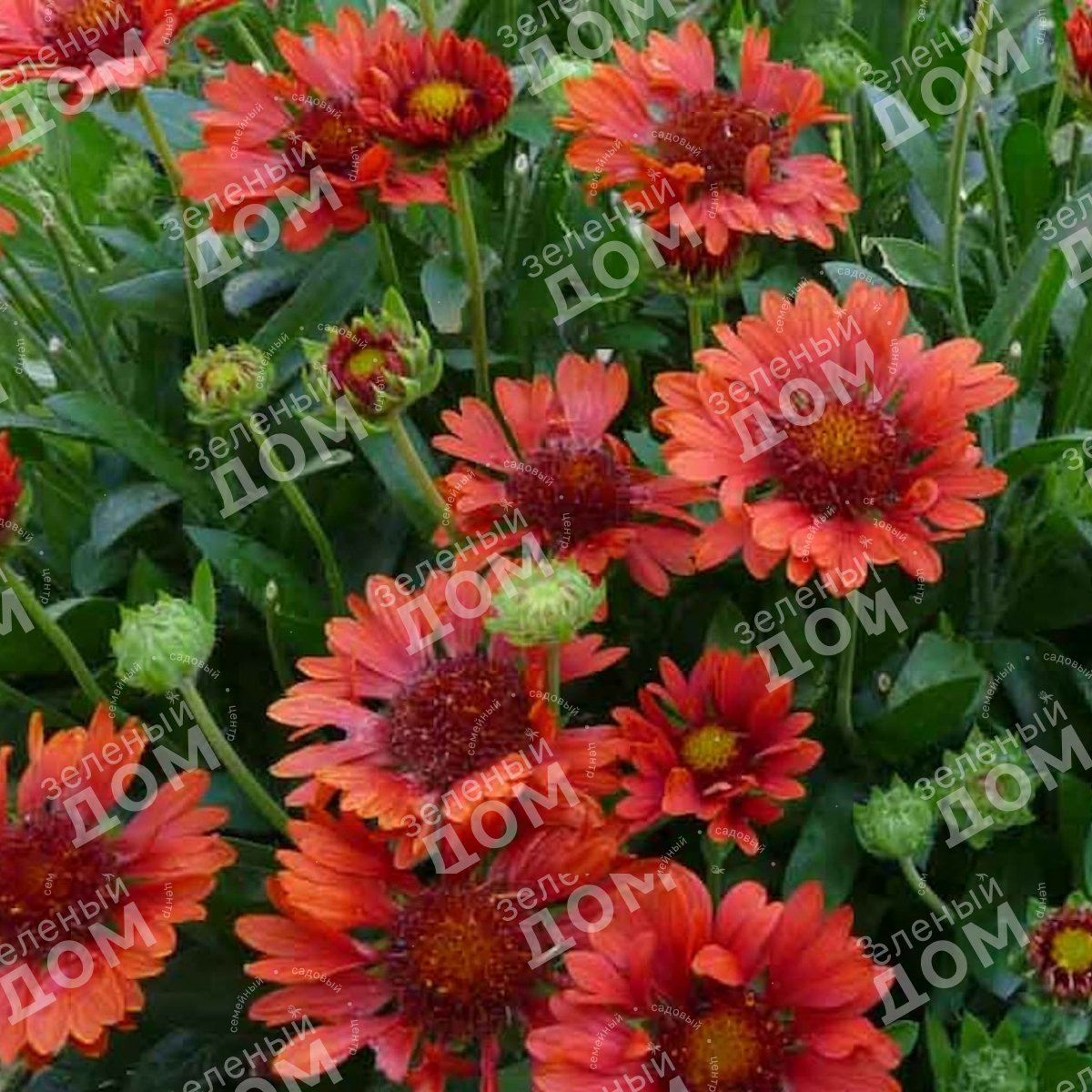 Гайлардия гибридная Mesa Red