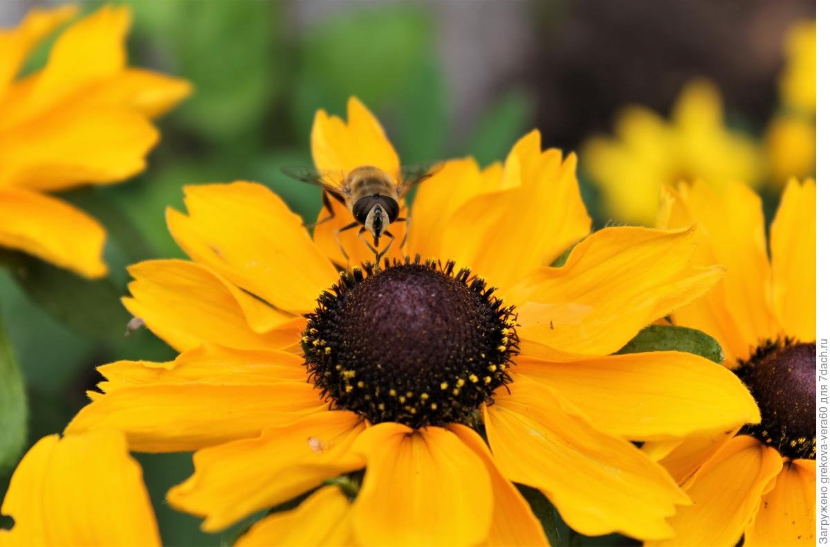 Rudbeckia Goldquelle