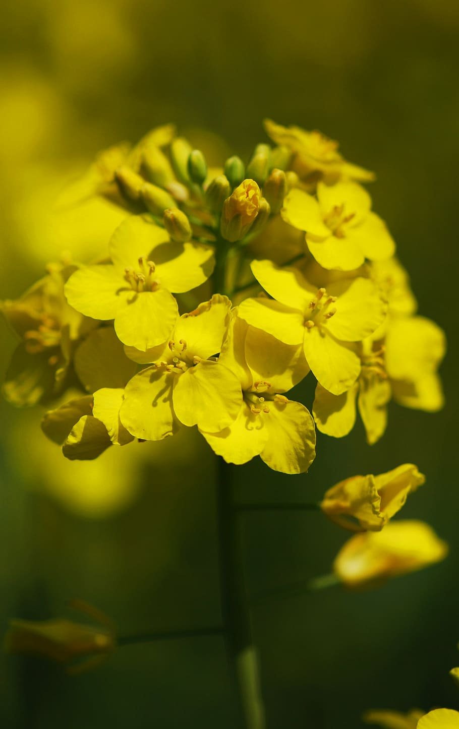 Рапс (Brassica napus var. Oleifera)