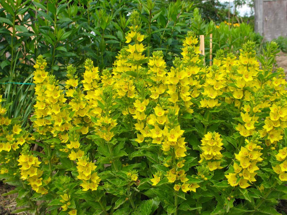 Вербейник точечный (Lysimachia punctata)