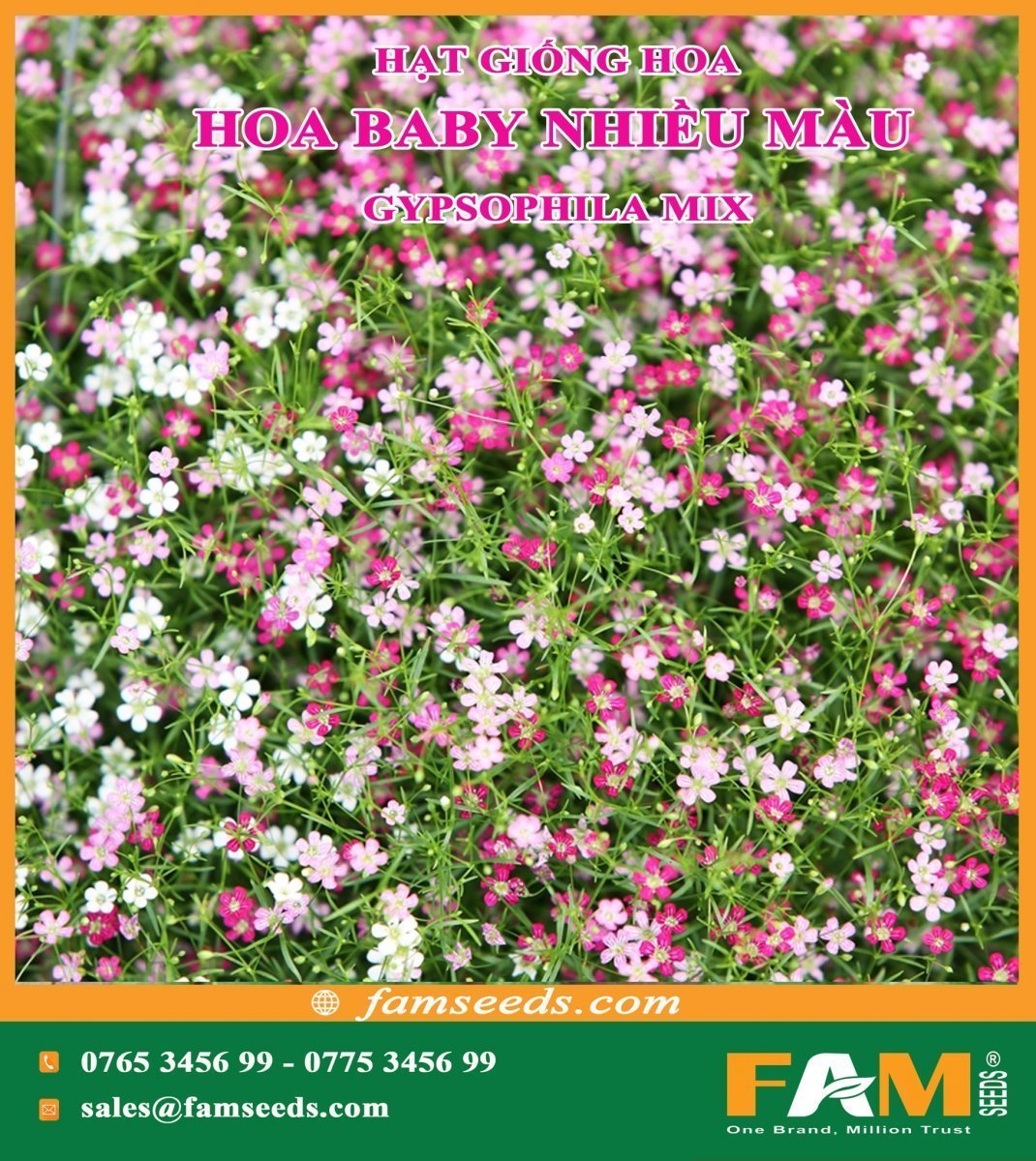 Гипсофила изящная (Gypsophila elegans