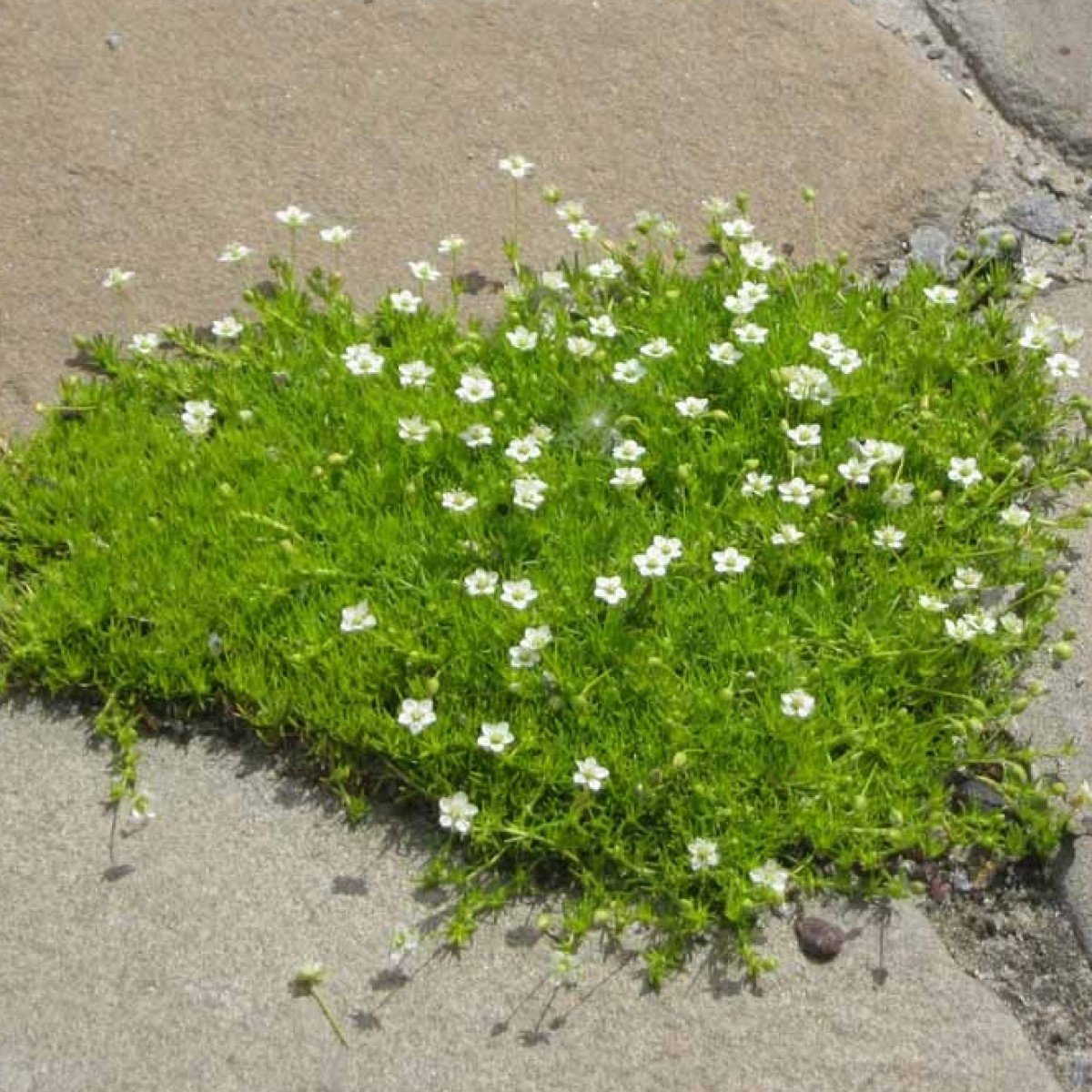 Мшанка шиловидная 'Green Moss'