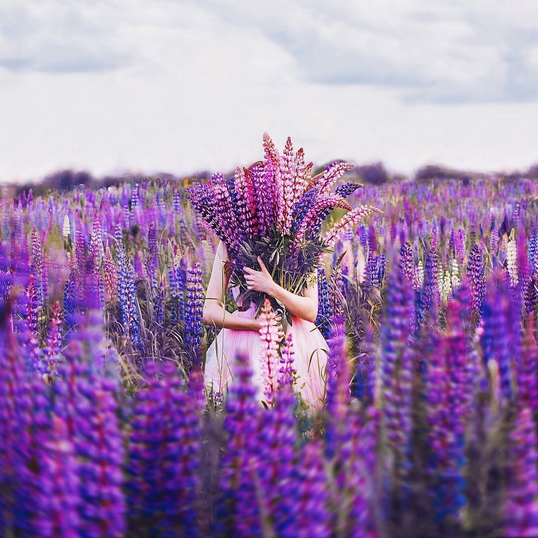 Фиолетовые длинные цветы в поле