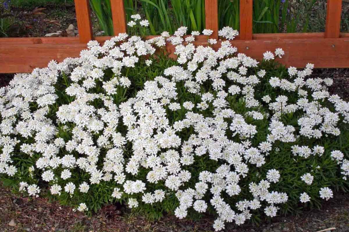 Иберис вечнозеленый — Iberis sempervirens