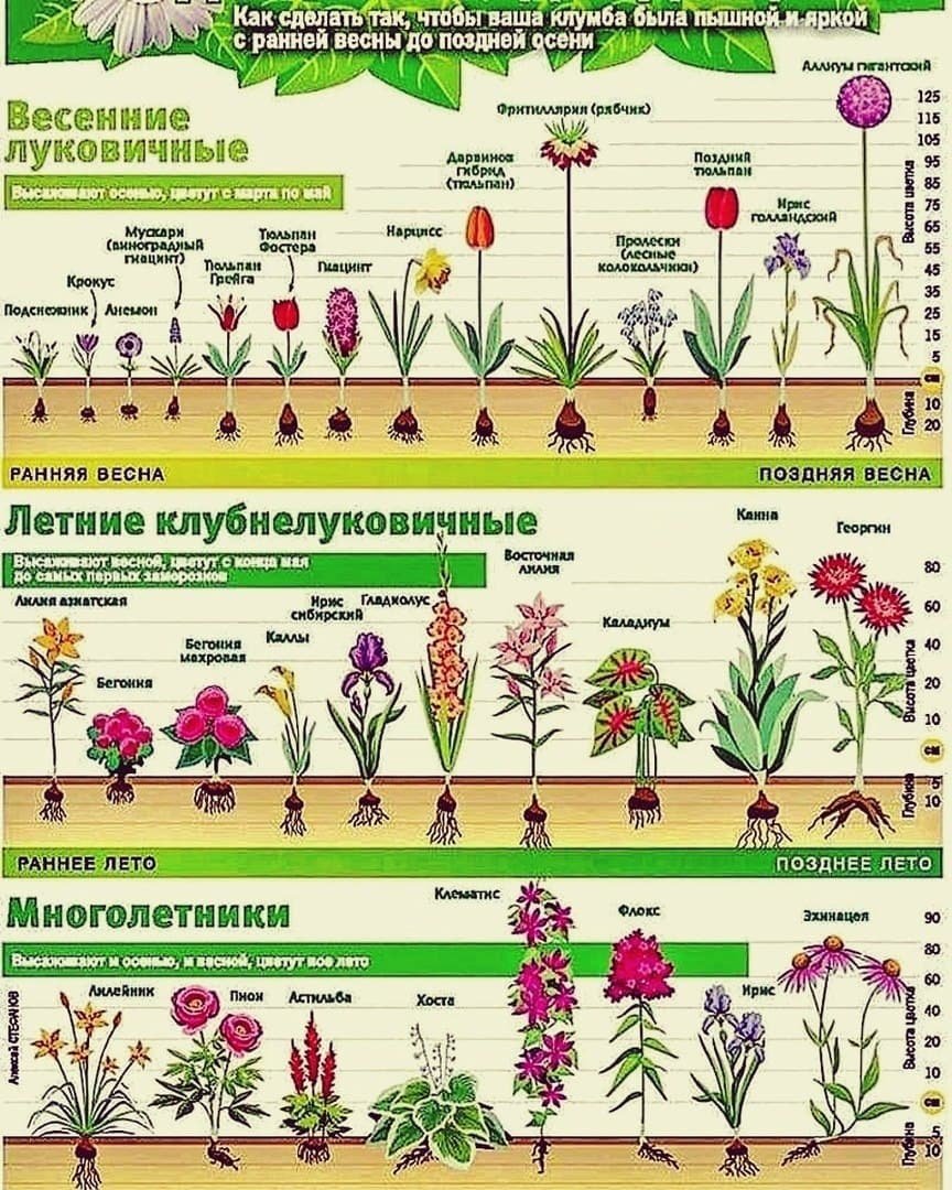 Сроки цветения многолетников