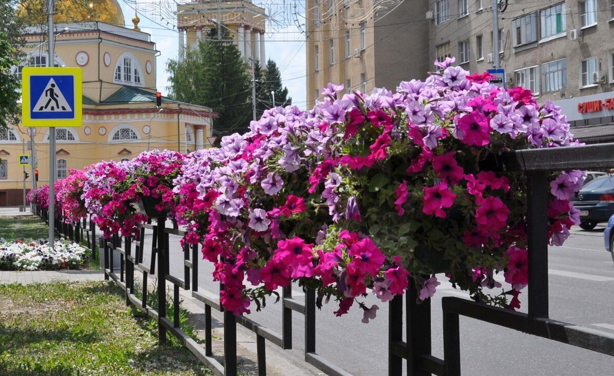 Ампельные петунии Озеленение Дубай