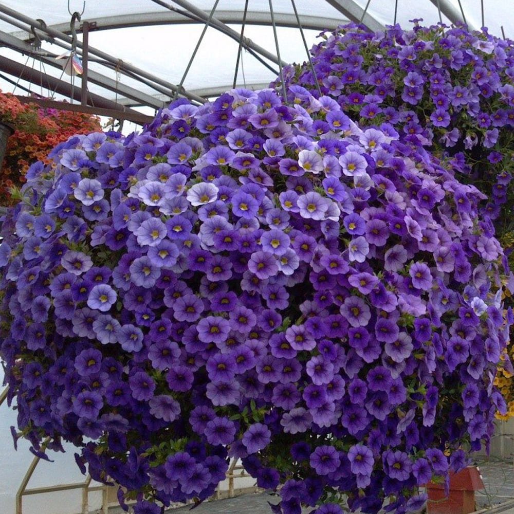 Петуния калибрахоа ампельная