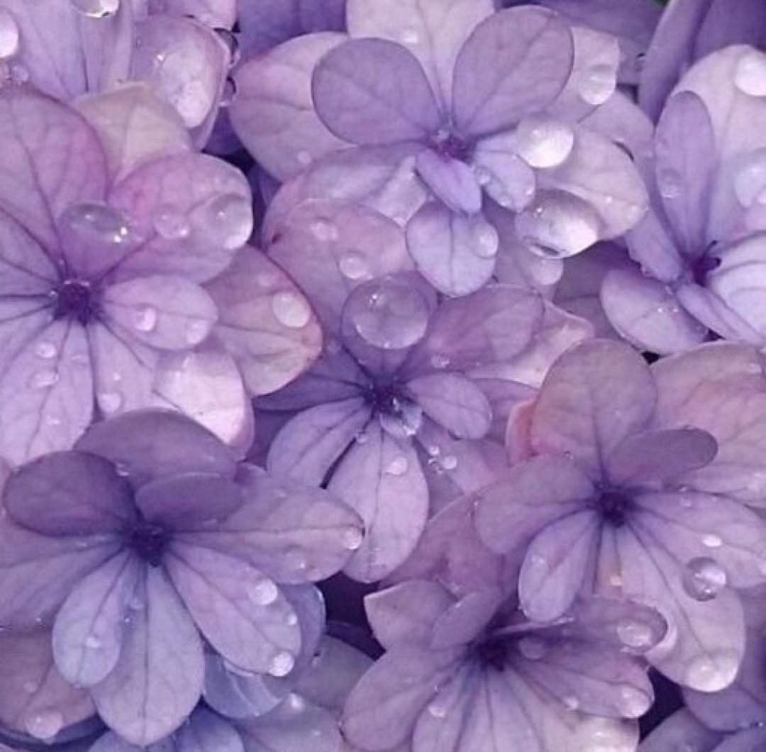 Бледно фиолетовые цветы