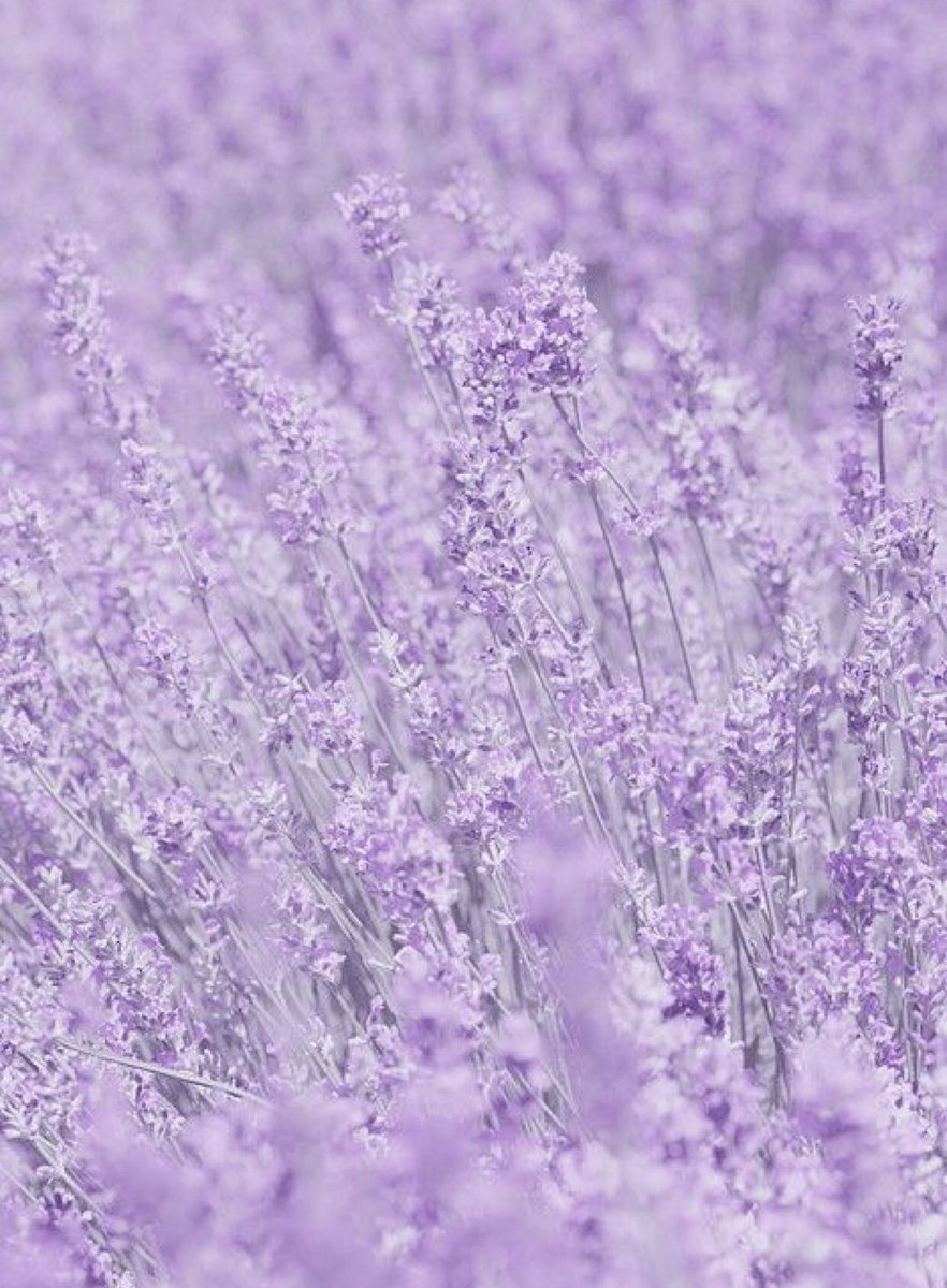 Лаванда Lavender aesthetic
