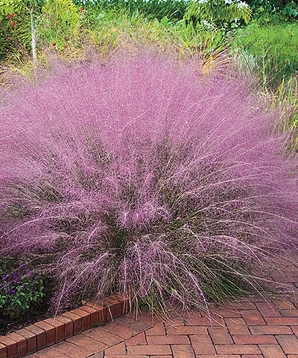 Мюленбергия capillaris