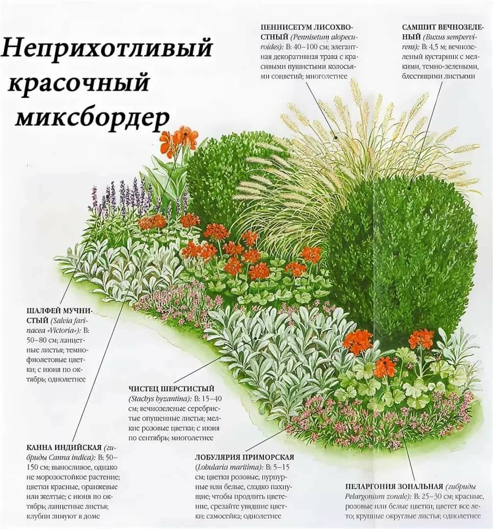 Схема посадки клумб, миксбордеров