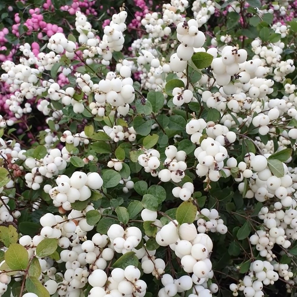 Снежноягодник Доренбоза White Hedge