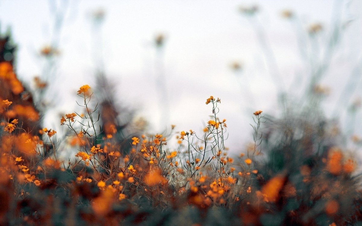 Оранжевые полевые цветы