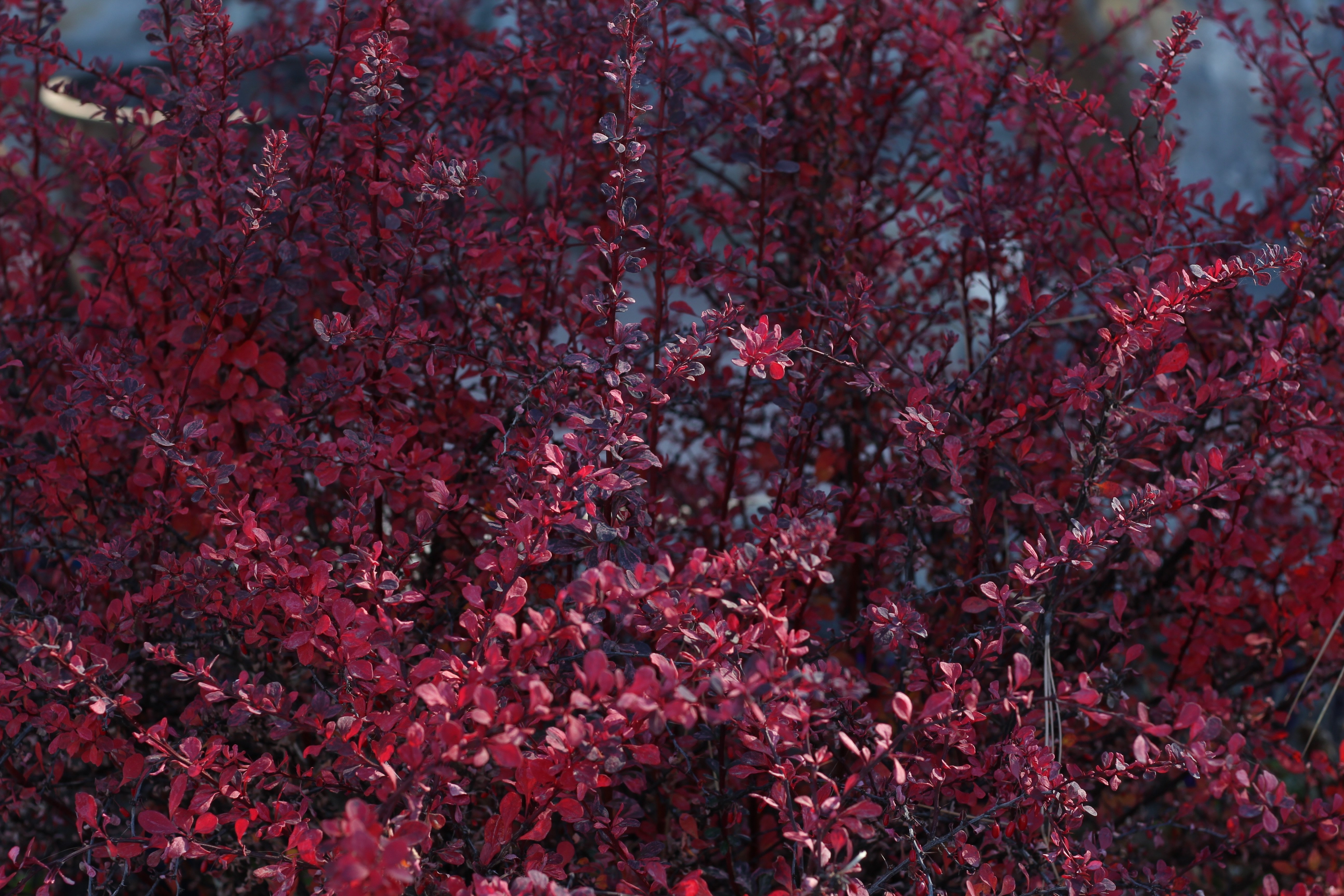 Кустарник с красными листьями название. Дерен с бордовыми листьями. Барбарис оттавский Суперба. Барбарис краснолистный растение. Барбарис Тунберга Red Pillar.