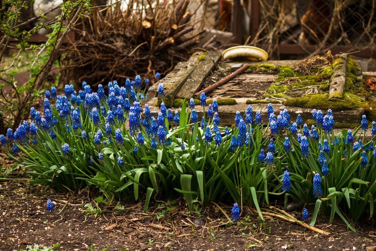 Весенние луковичные синие цветы