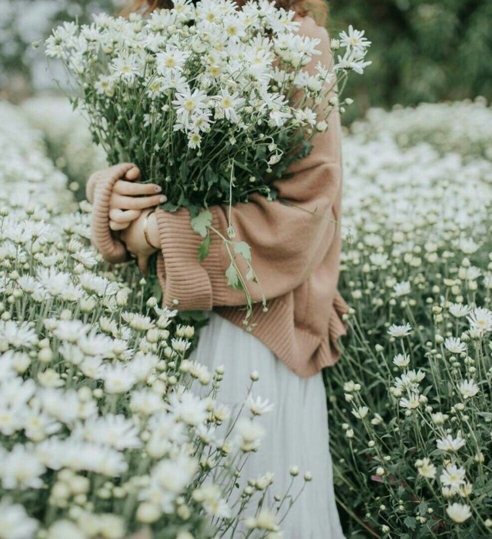 Белые душистые полевые цветы
