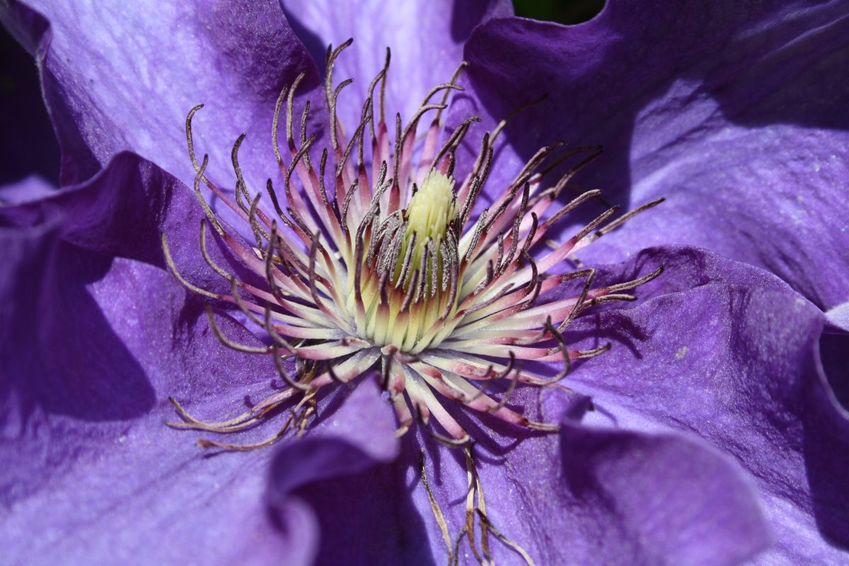Клематис China Purple