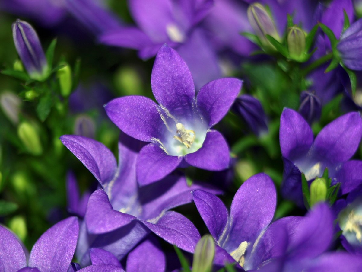 Campanula цветок