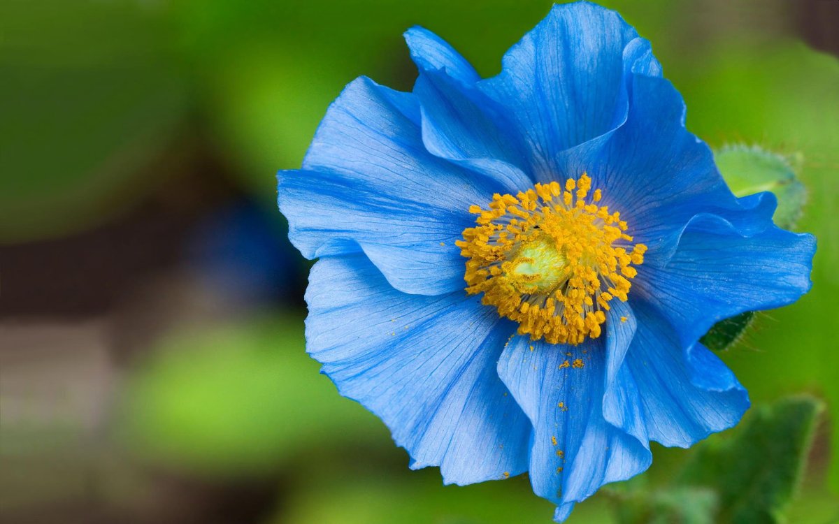 Meconopsis Grandis