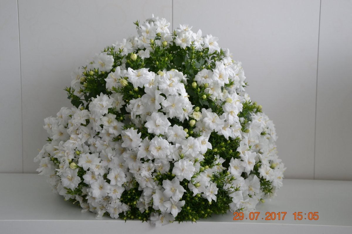 Кампанула невеста махровая