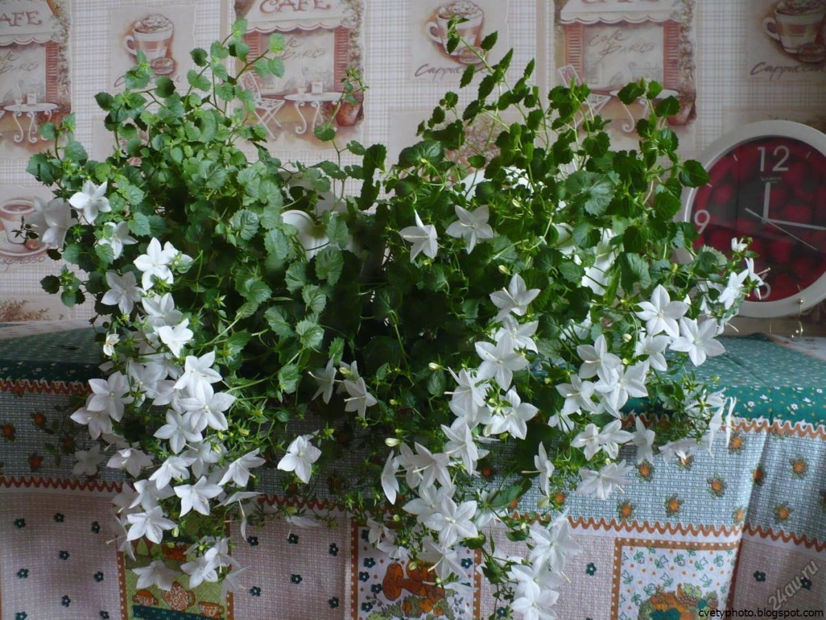 Кампанула жених ампельный