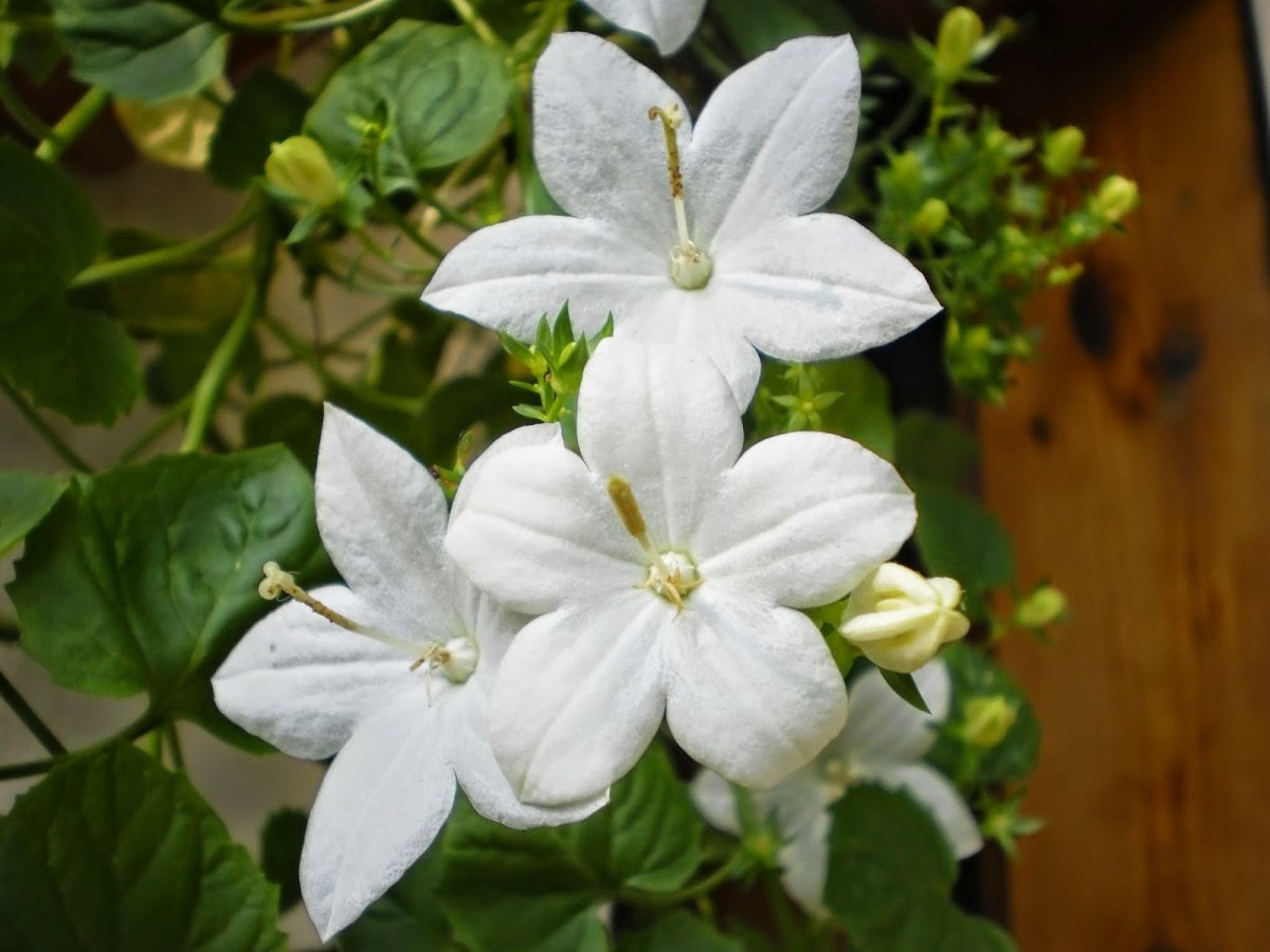 Колокольчик равнолистный (Campanula isophylla).