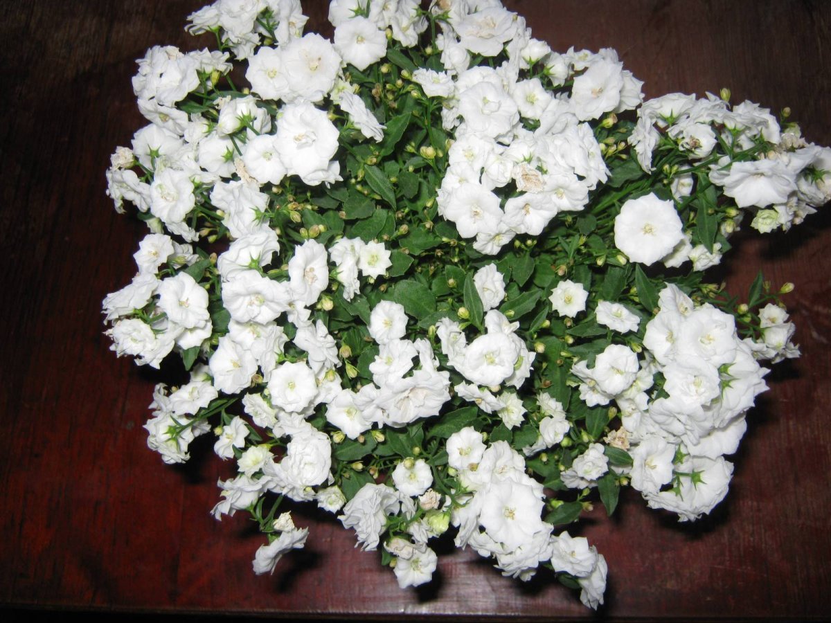 Кампанула махровая