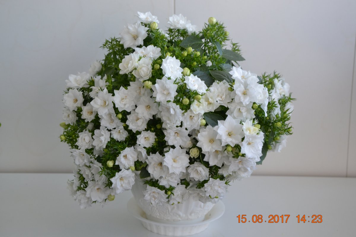 Кампанула махровая белая