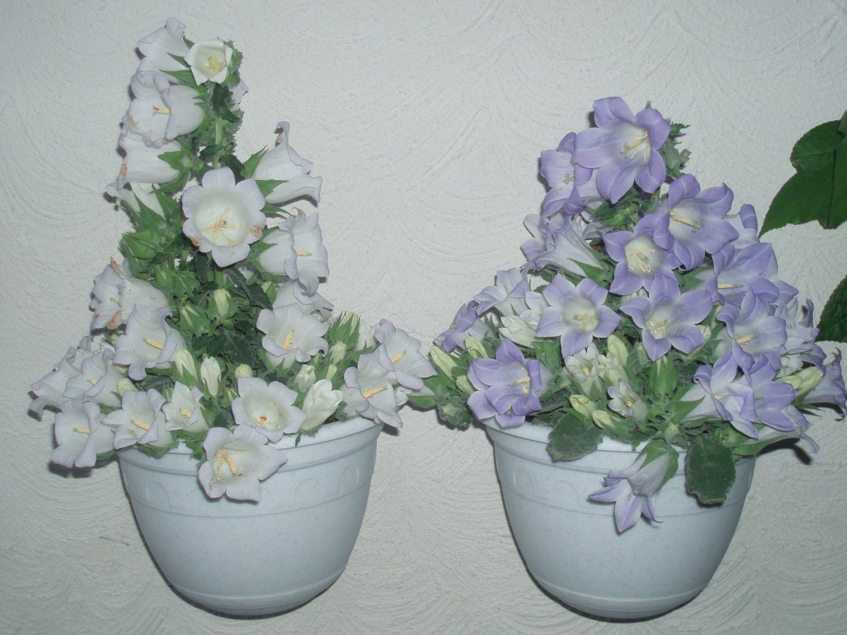 Кампанула раст-76