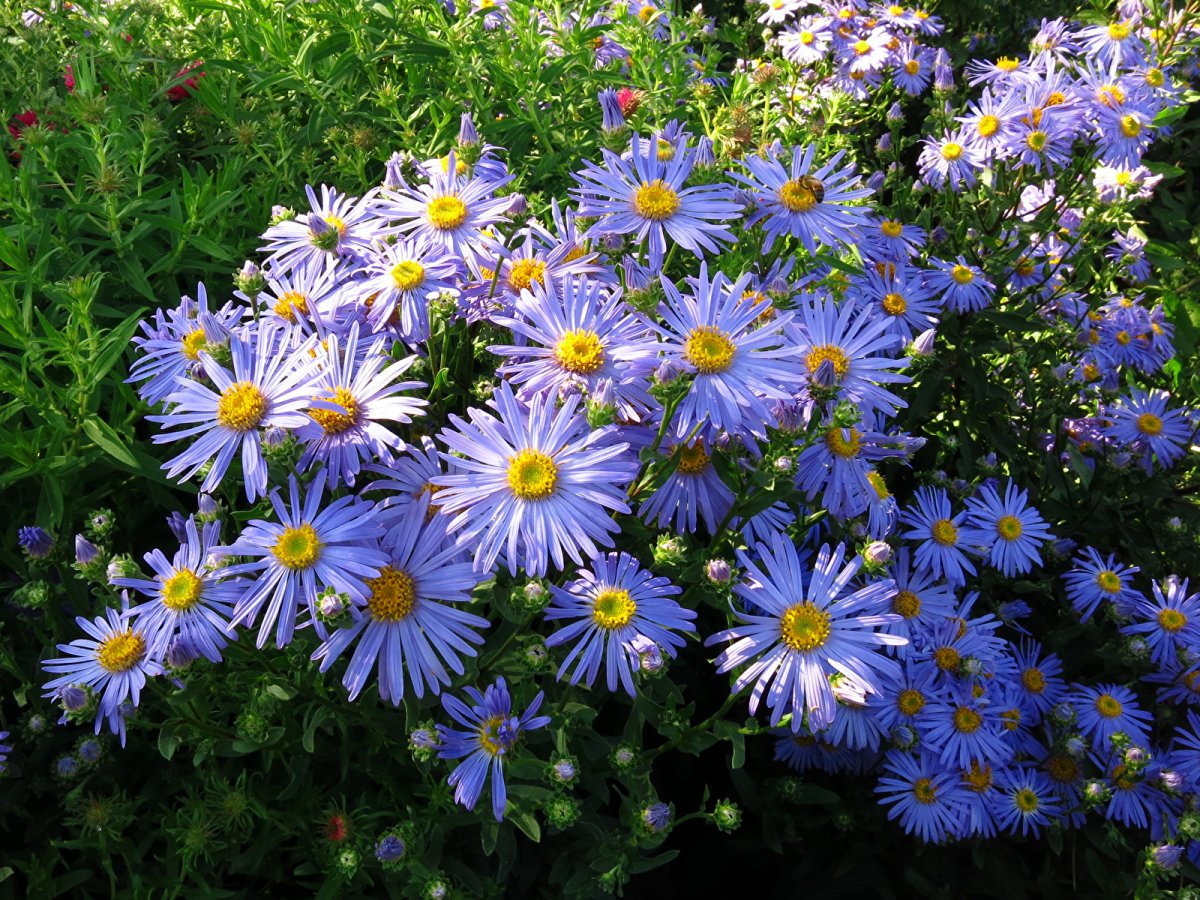 Голубые многолетние цветы